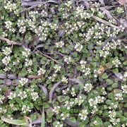 Danish Scurvygrass (Cochlearia Danica)