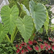 Elephant Ears