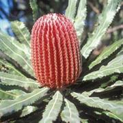 Moore River National Park (WA)