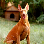 Pharaoh Hound