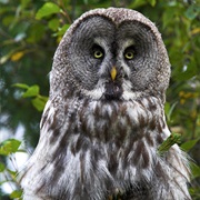 O. Pasvik NP / Vatsari, Norway, Finland