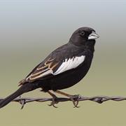 Lark Bunting