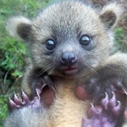 Olinguito