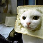 Cat Breading