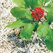Asian Ginseng (Panax Ginseng)