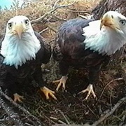 Hornby Island Bald Eagle Nest Camera, Comox-Strathcona, British Columbia