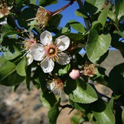 Desert Apricot (Prunus Fremontii)
