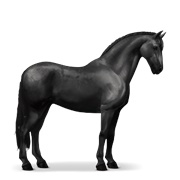 Peruvian Paso - Black