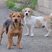 ( . V . ) Ford Durango