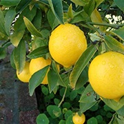Ponderosa Lemon