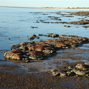 Stromatelites, Hamelin Pools