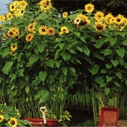 Plant a Sunflower House