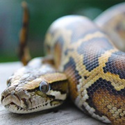 Burmese Python