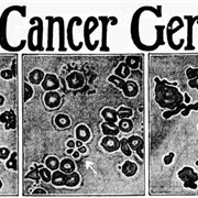 Isolated Microbe That Causes Cancer (1912)