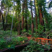 Pfeiffer Big Sur State Park