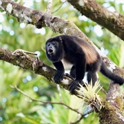 Caño Negro National Wildlife Refuge