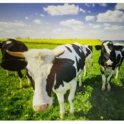 Bergen Op Zoom, Netherlands