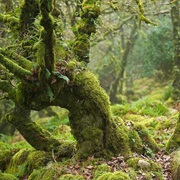 Visit the Many Forests of UK