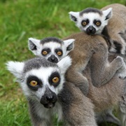 Lemur