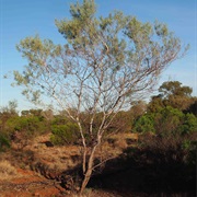 Sandplain Wattle (Acacia Murrayana)
