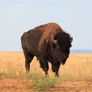 Caprock Canyons State Park