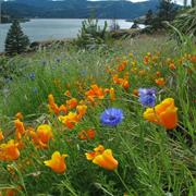Catherine Creek Falls + Flowers
