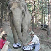 Putting Shoes on an Elephant