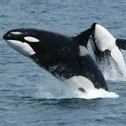 Killer Whale