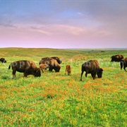 Big Basin Prairie Preserve