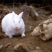 The Rabbit of Caerbannog