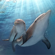 How Do Animals Communicate?