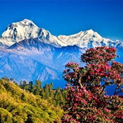 Nepal