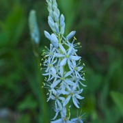 Atlantic Camas (Camassia Scilloides)