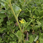 Bower Spinach (Tetragonia Implexicoma)