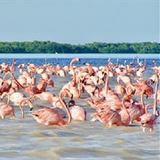 Los Flamencos Nature Sanctuary, Riohacha, Guajira