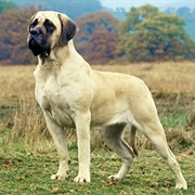 English Mastiff