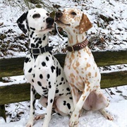 Dalmatian