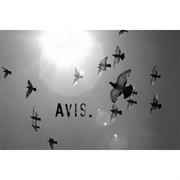 Avis