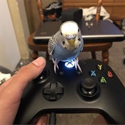 Playing With Animals