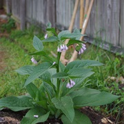 Comfrey