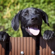 Your Neighbours Have One Cute Dog