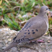 Purple-Winged Ground Dove