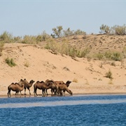 Camel Trekking at Lake Aidarkul, Uzbekistan