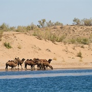Camel Trekking at Lake Aidarkul, Uzbekistan