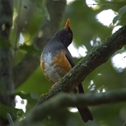 Taita Thrush