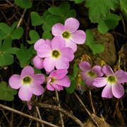 Violet Wood-Sorrel (Oxalis Violacea)