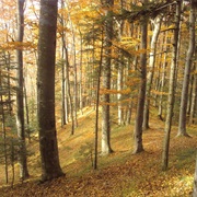Nera Gorge-Beușnița National Park