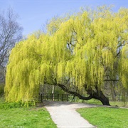 Willow