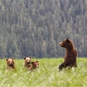 Kutzamateen in Northern BC Canada