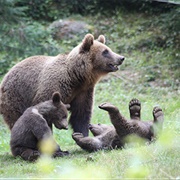 Parc Animalier Des Pyrénées, France